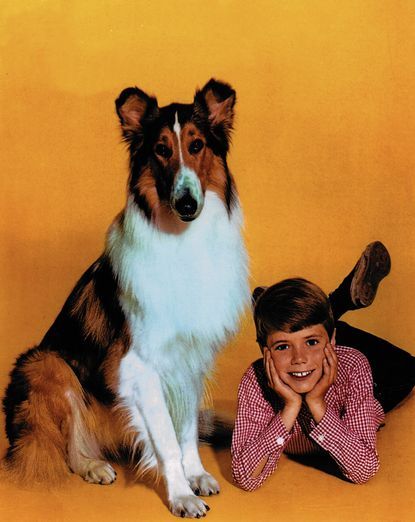 Lassie, Heroes Wiki