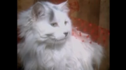 Kidsongs White Cat