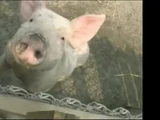 Pig (ABC's Sing-A-Long)