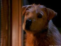 Dr-Dolittle-2-ScreenShot-48.jpg