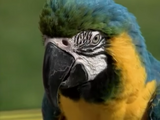 Parrot (Kidsongs)