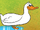 Duck (The Learning Station)