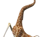 Melman