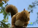 Squirrel (Barney & Friends)