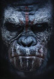 Koba.jpeg