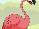 Flamingo (HooplaKidz)