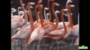 Elmo's World Flamingos