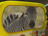 Zebra (Kemy Expedition)