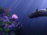 Barracuda (Finding Nemo)