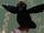 Crow (Elmo's World)