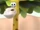 Giraffe (Monkey See Monkey Do)