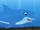 Shark (AppuSeries)