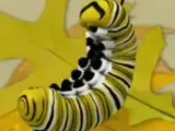 Little Caterpillar