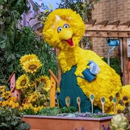 5215-BigBird.png (496 KB)