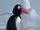 Pingo