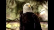 Animal Atlas Bald Eagle