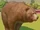 Grizzly Bear (Planet Zoo)
