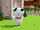 Monk (Monk Little Dog)