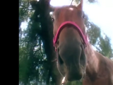 Horse (Kidsongs)