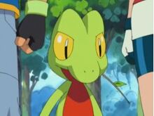 Treecko Ash's