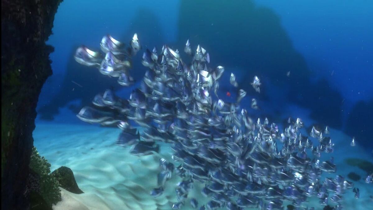 Moonfish Finding Nemo Fictional Characters Wiki Fandom moonfish-finding-nemo-fictional-characters-wiki-fandom