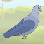 Pigeon.PNG