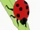 Ladybug (Kipper the Dog)