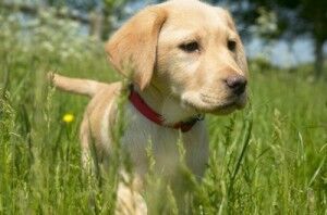 Digger-the-Puppy-©-Rdf-Media-Group-300x198.jpg