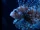 Lionfish