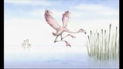 Flamingoes (Charmin)
