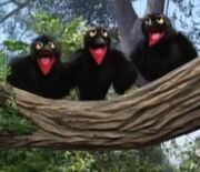 Countingcrows.jpg