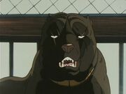 Benizakura.jpeg