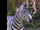 Zebra (Barney & Friends)