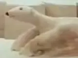Polar Bear (Pingu)