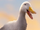 Dab-Dab the Duck
