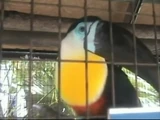 Toucan (ABC's Sing-A-Long)