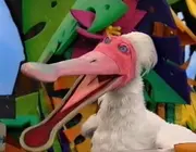 Julius the Spoonbill