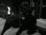 Kitty (The Munsters)