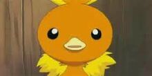 May's Torchic 2
