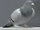 Bernice (Pigeon)