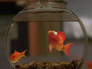 Elmo as a pet goldfish with Dorothy