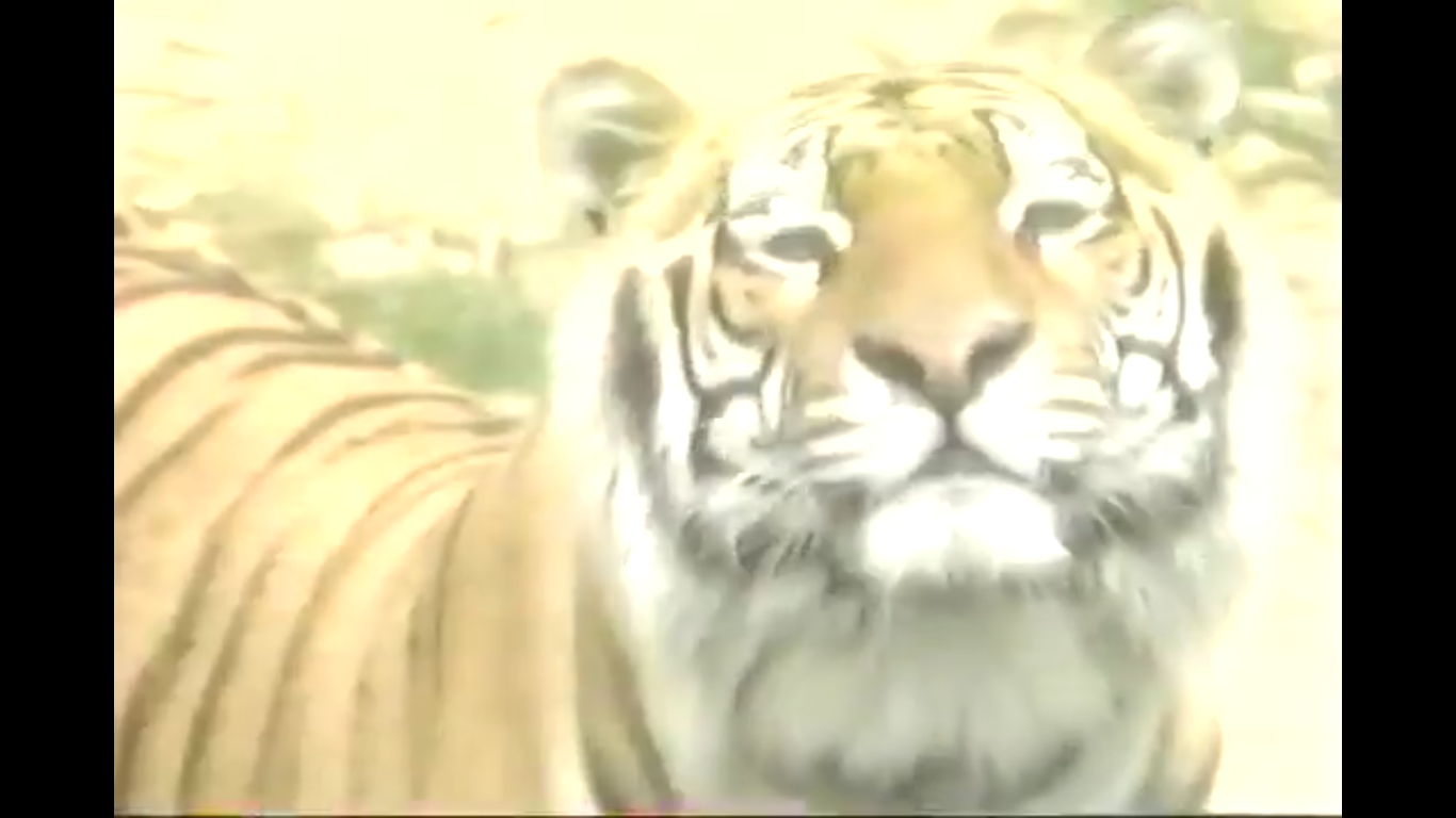 Tiger (Kidsongs) | Fictional Characters Wiki | Fandom