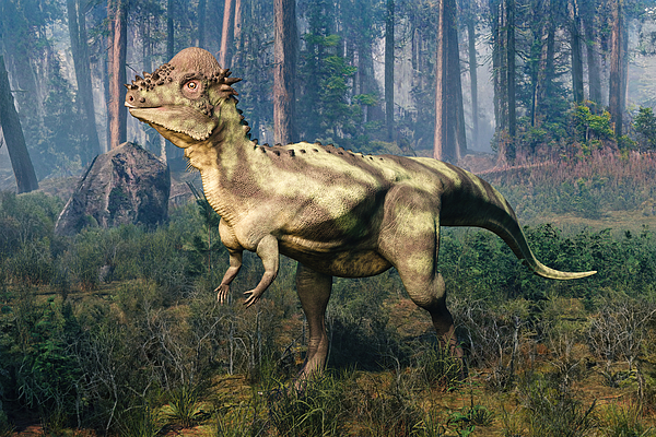 Pachycephalosaurus | Fictional Characters Wiki | Fandom