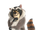 Norvirus Raccoon