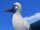 Blue-footed booby bird