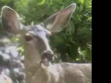 Deer (Kidsongs)