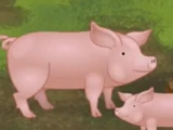 Pig (Monkey Preschool Animals)