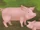 Pig (Monkey Preschool Animals)