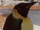 Emperor Penguin