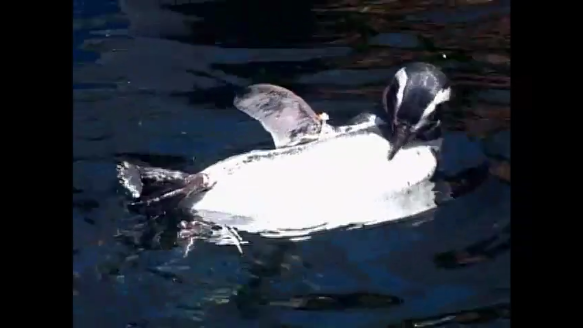 Penguin (Animal Atlas) | Fictional Characters Wiki | Fandom Penguin (Animal Atlas) | Fictional Characters Wiki | Fandom